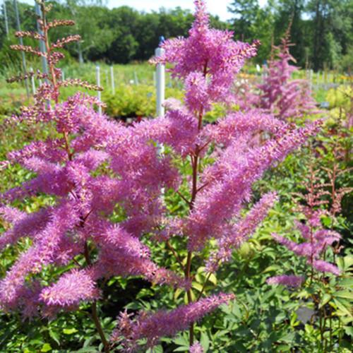 Astilbe X Arendsii Amethyst - View 13 from www redcrocus com