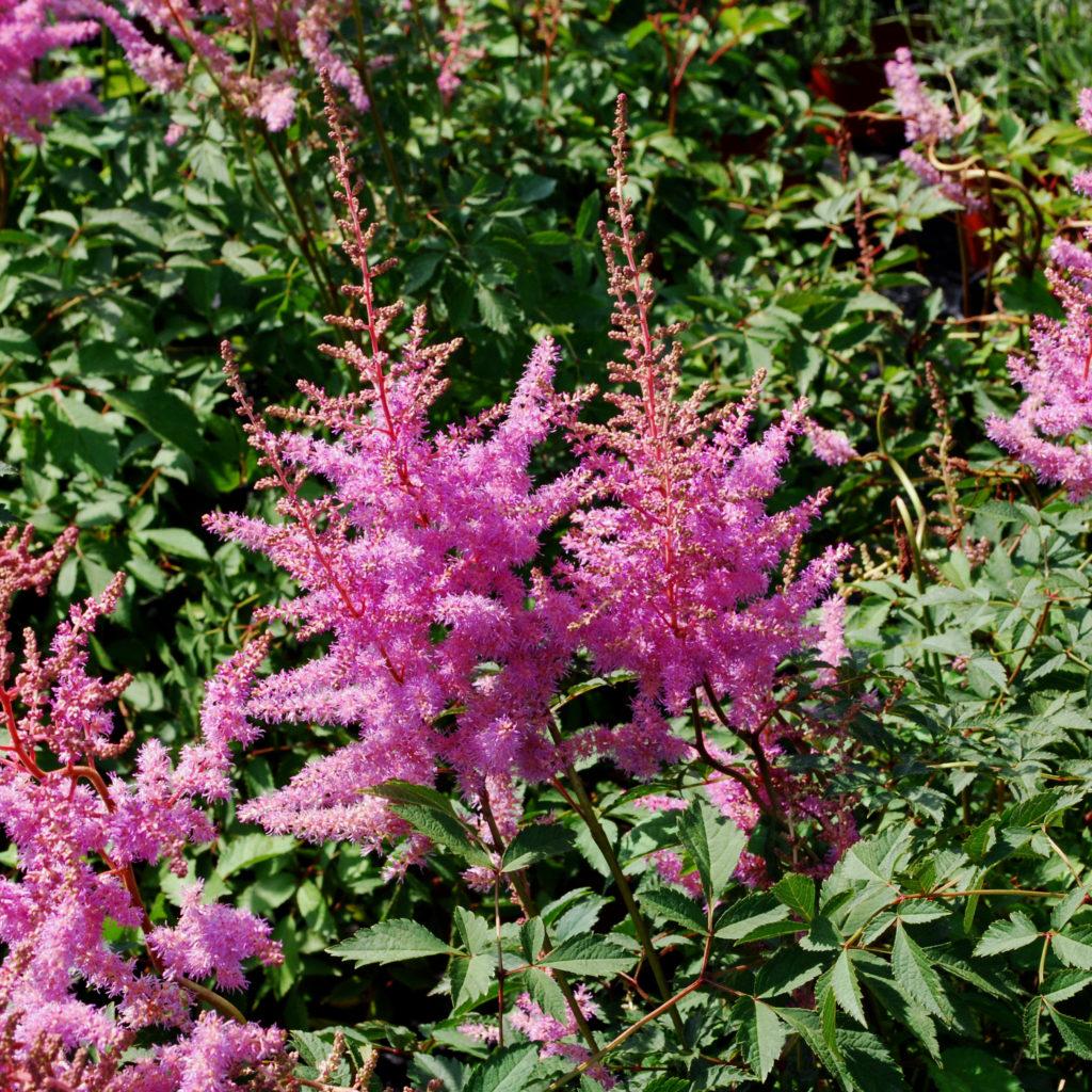 Astilbe X Arendsii Amethyst - View 16 from www redcrocus com