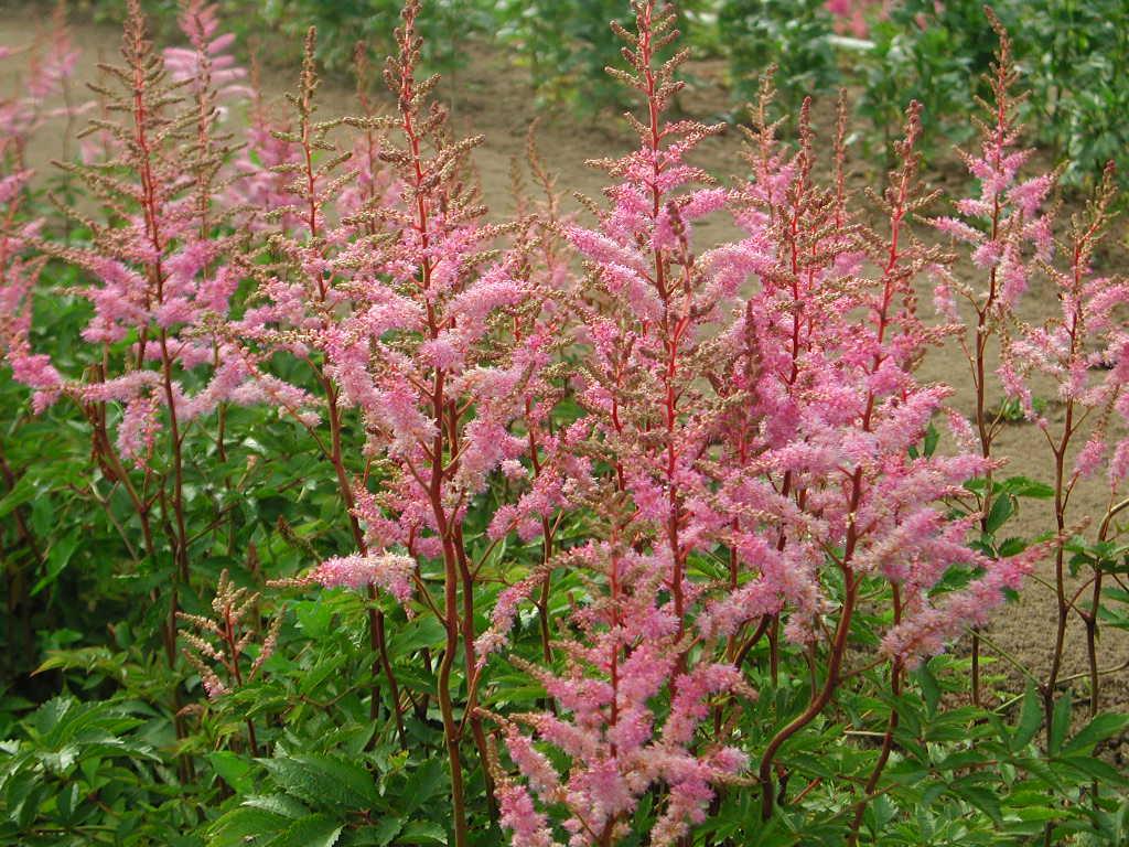 Astilbe X Arendsii Amethyst - View 17 from www redcrocus com