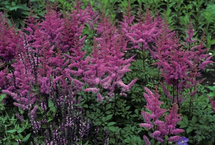 Astilbe X Arendsii Amethyst - View 18 from www redcrocus com