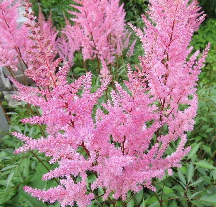 Astilbe X Arendsii Amethyst - View 20 from www redcrocus com