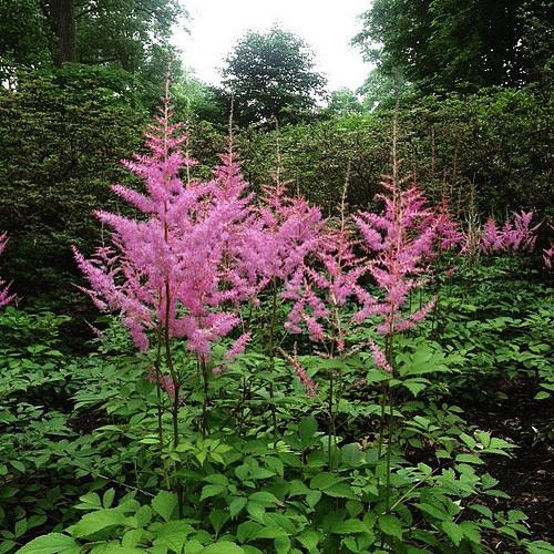 Astilbe X Arendsii Amethyst - View 4 from www redcrocus com