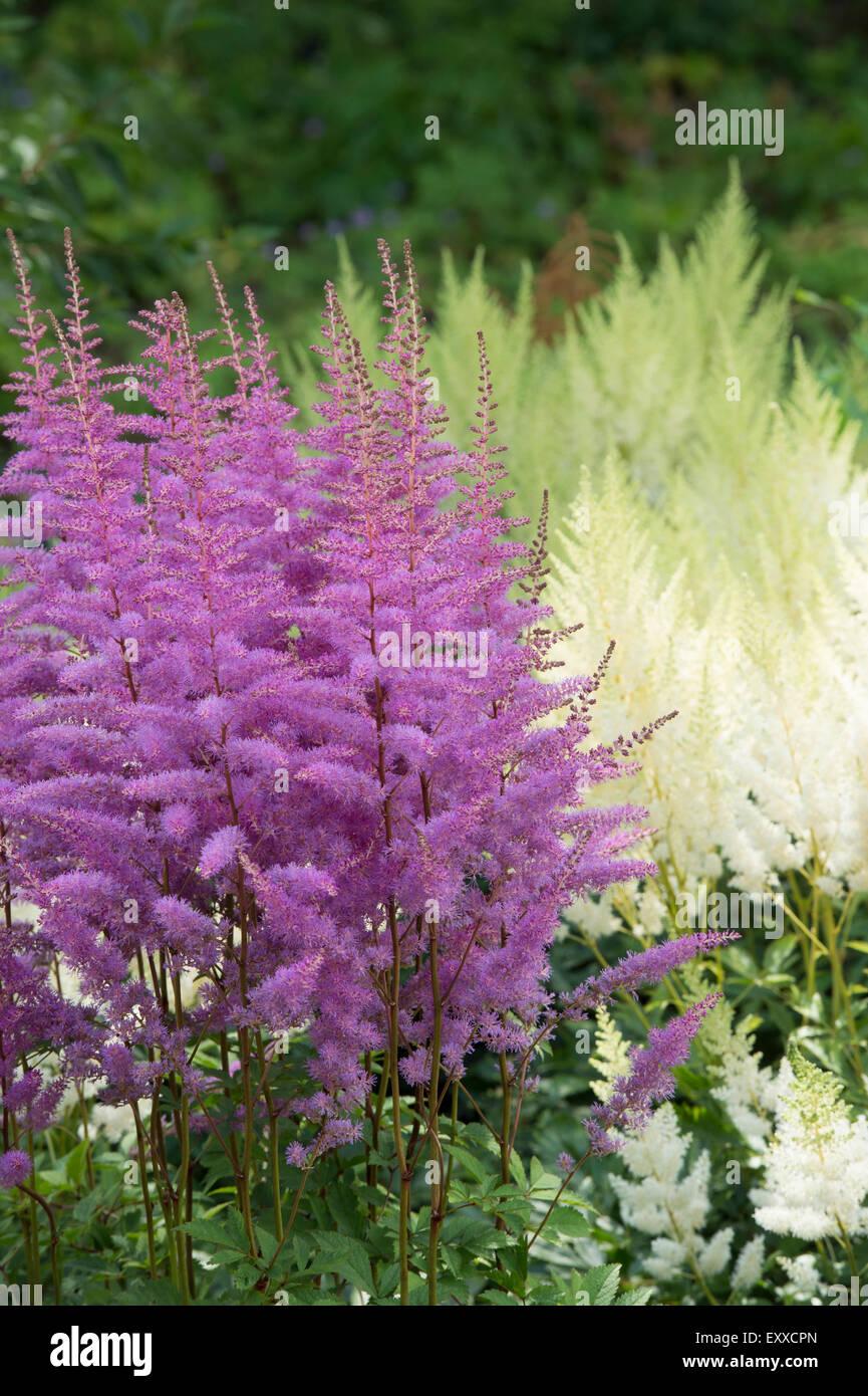 Astilbe X Arendsii Amethyst - View 7 from www redcrocus com