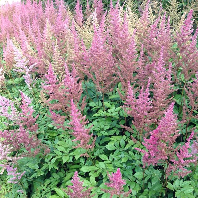 Astilbe X Arendsii Amethyst - View 9 from www redcrocus com