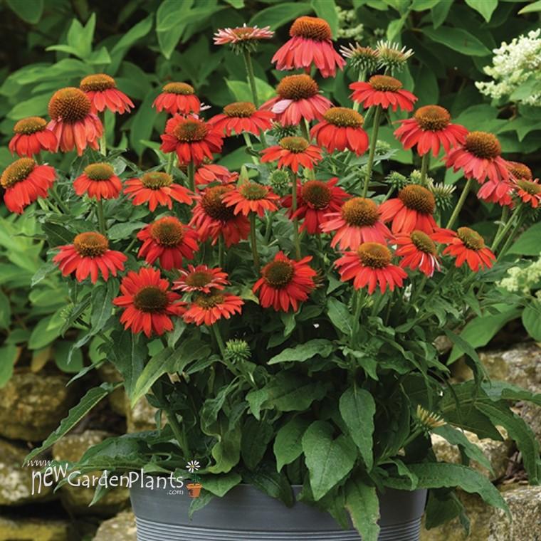 Echinacea Artisan Red Ombre - View 12 from www redcrocus com