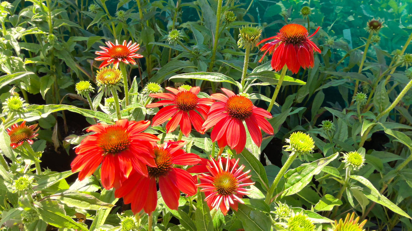 Echinacea Artisan Red Ombre - View 14 from www redcrocus com