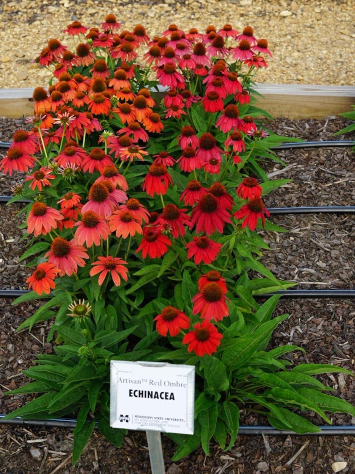 Echinacea Artisan Red Ombre - View 15 from www redcrocus com