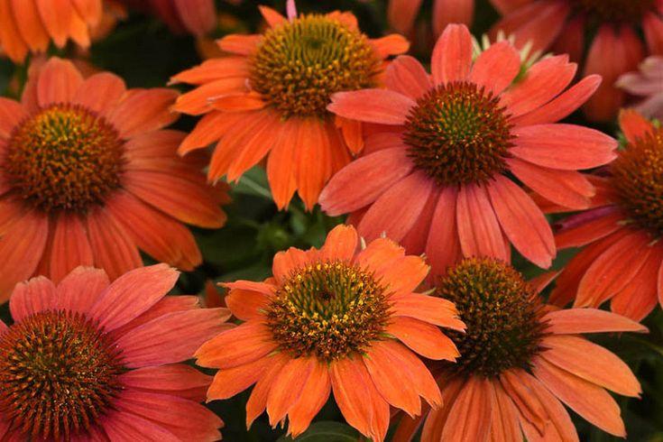 Echinacea Artisan Red Ombre - View 17 from www redcrocus com