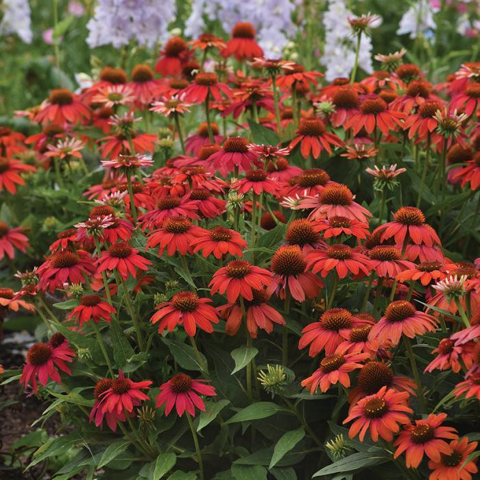Echinacea Artisan Red Ombre - View 18 from www redcrocus com