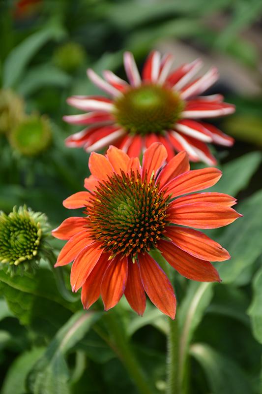 Echinacea Artisan Red Ombre - View 19 from www redcrocus com