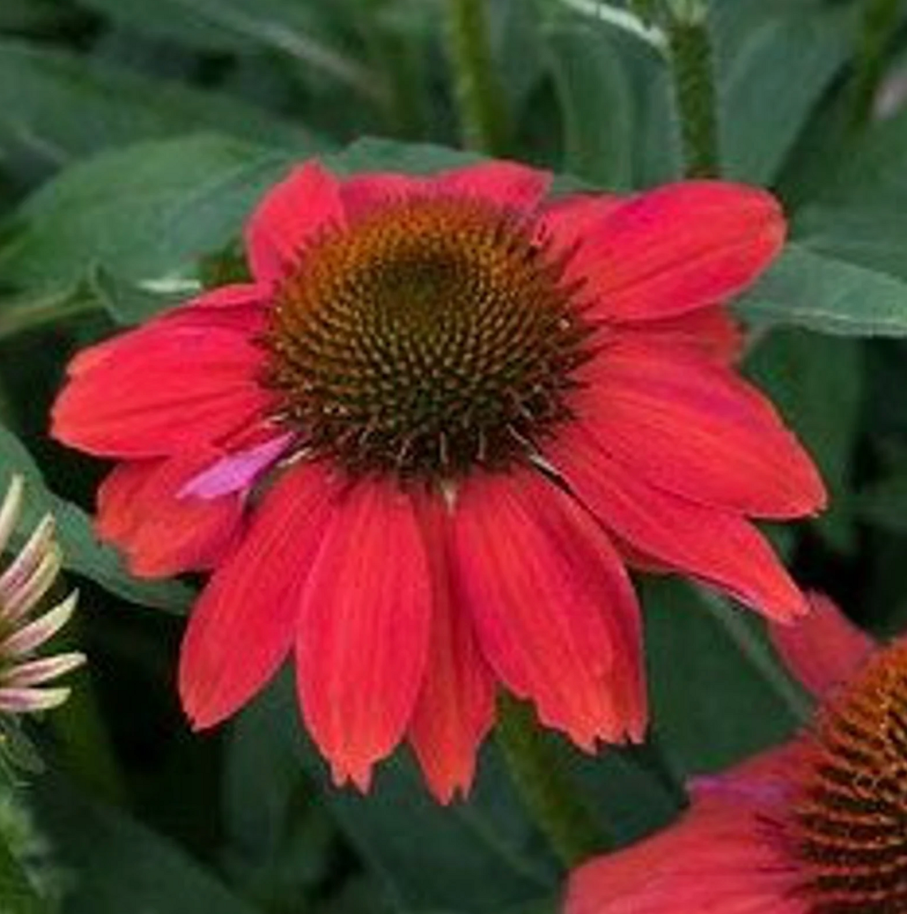 Echinacea Artisan Red Ombre - View 2 from www redcrocus com