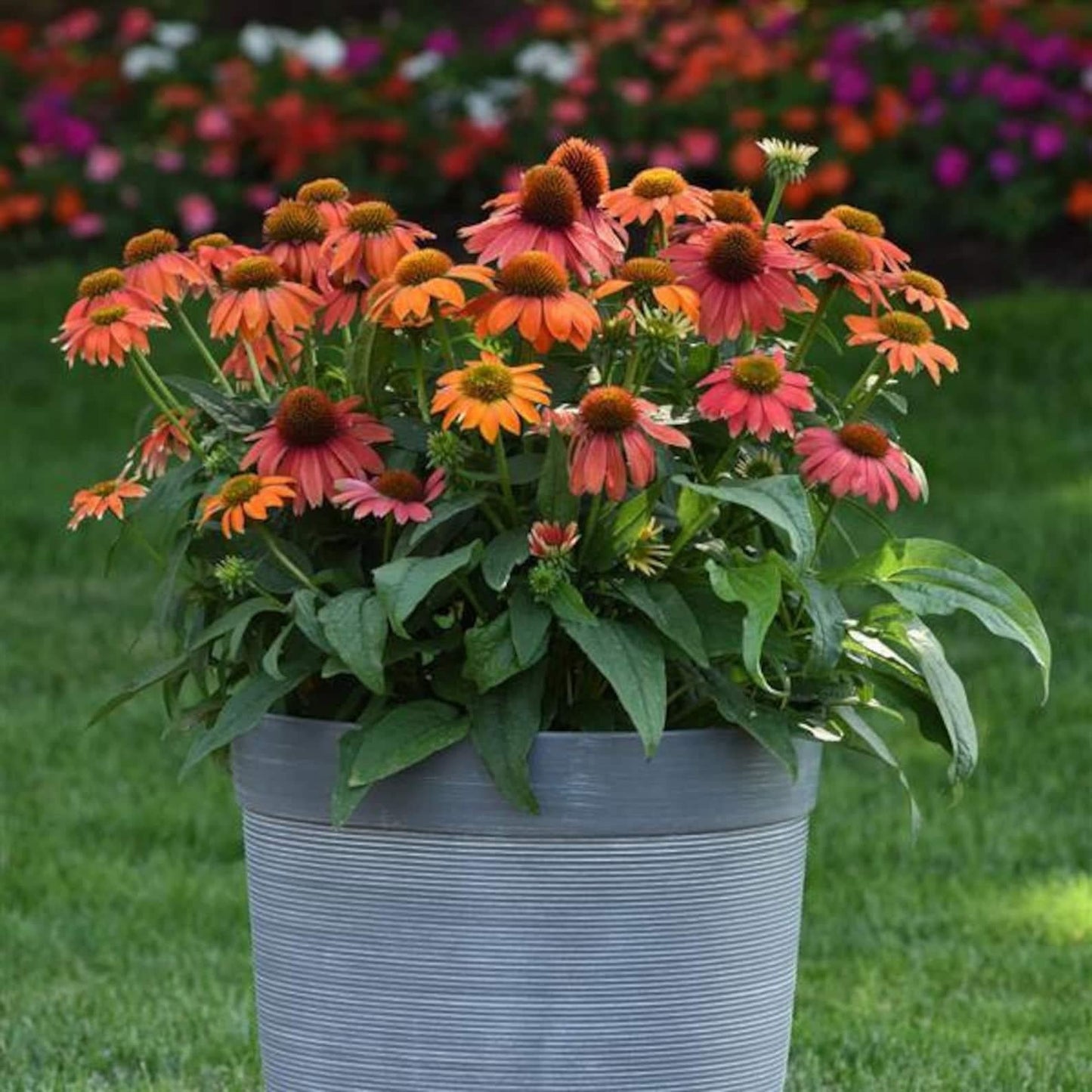Echinacea Artisan Red Ombre - View 3 from www redcrocus com