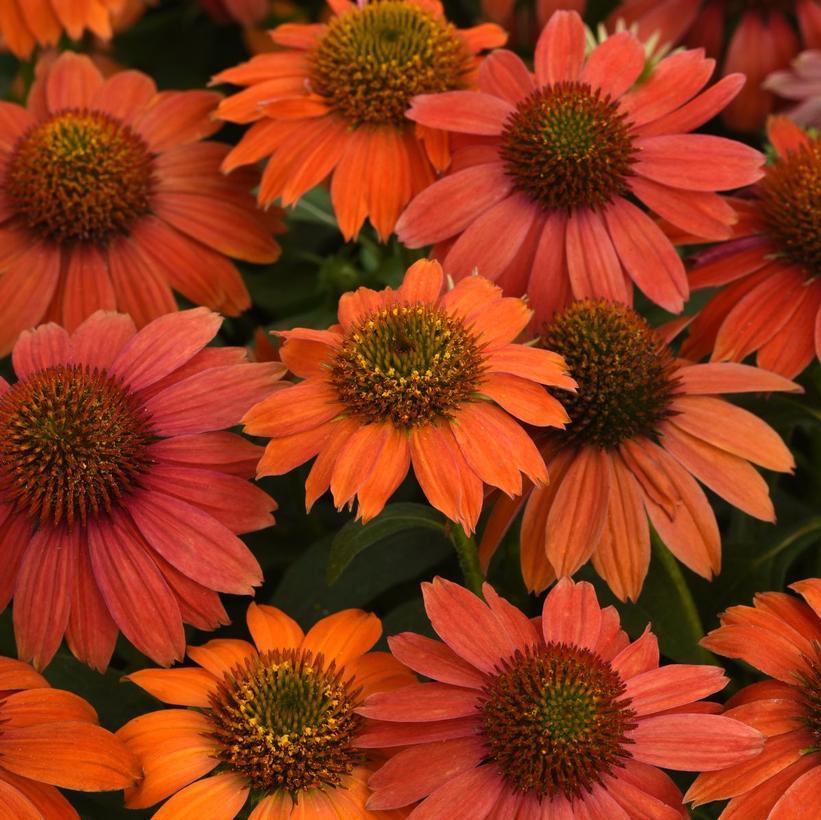 Echinacea Artisan Red Ombre - View 4 from www redcrocus com