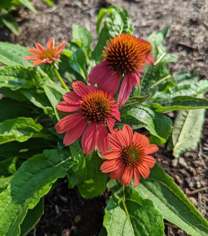 Echinacea Artisan Red Ombre - View 6 from www redcrocus com