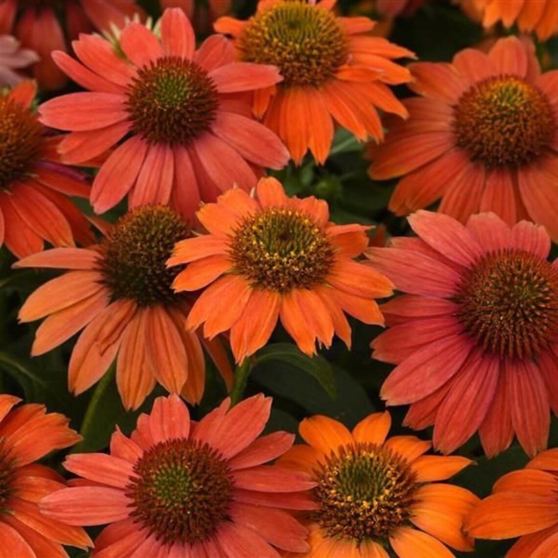 Echinacea Artisan Red Ombre - View 7 from www redcrocus com