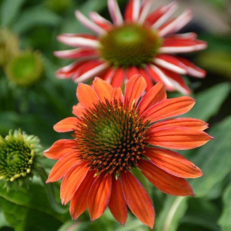 Echinacea Artisan Red Ombre - View 9 from www redcrocus com