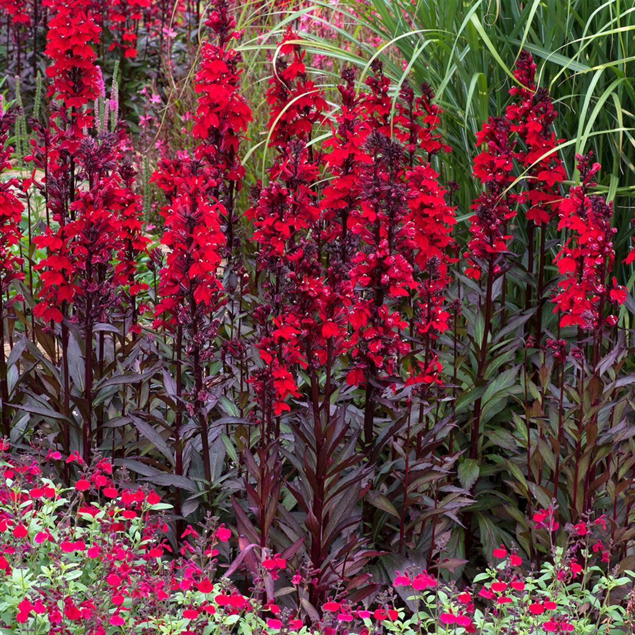Lobelia Speciosa Starship Scarlet - View 10 from www redcrocus com