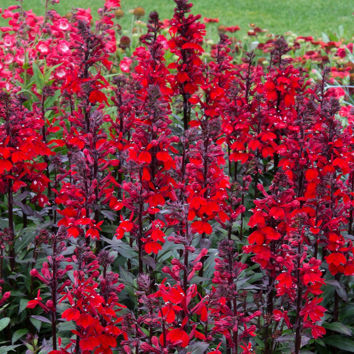 Lobelia Speciosa Starship Scarlet - View 2 from www redcrocus com