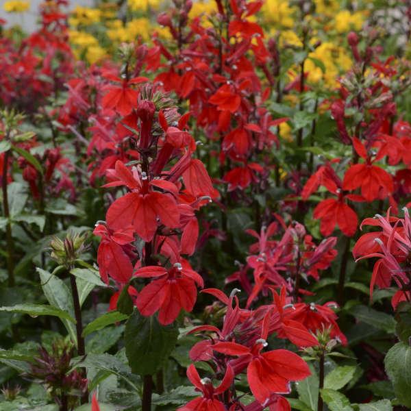 Lobelia Speciosa Starship Scarlet - View 4 from www redcrocus com