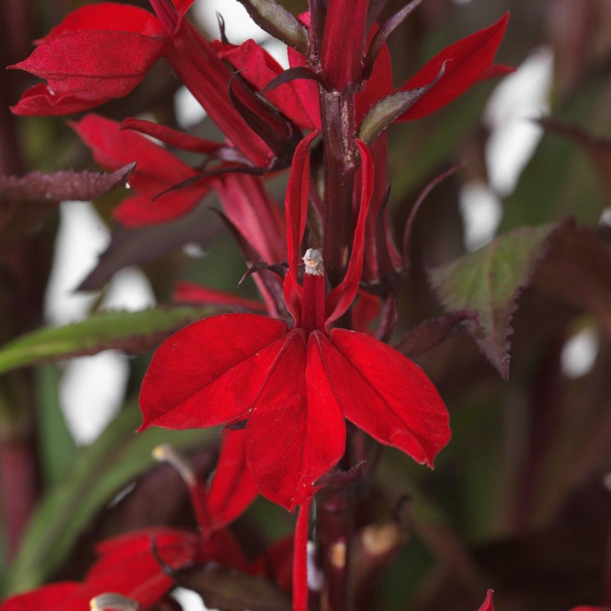 Lobelia Speciosa Starship Scarlet - View 6 from www redcrocus com