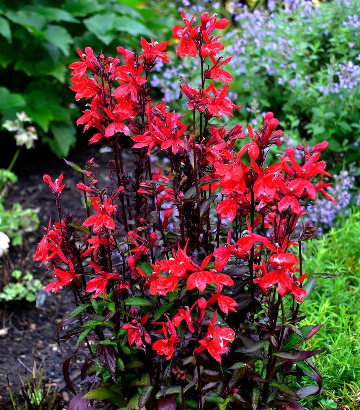 Lobelia Speciosa Starship Scarlet - View 8 from www redcrocus com