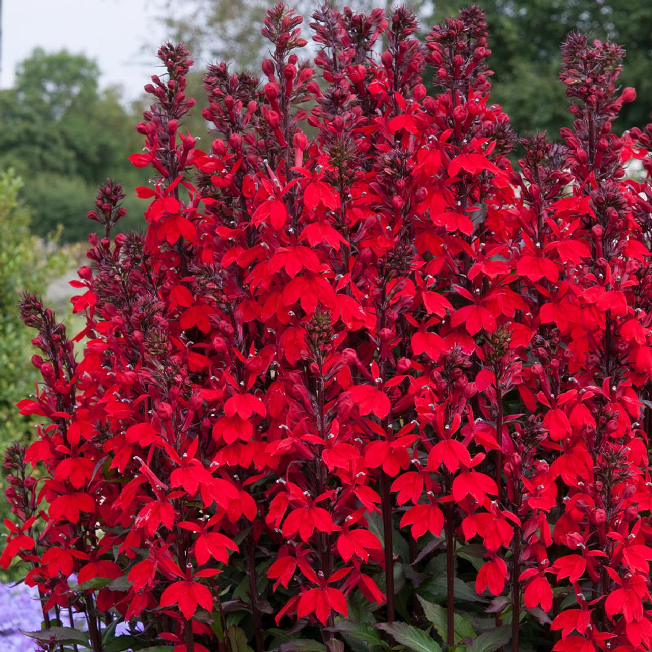 Lobelia Speciosa Starship Scarlet - View 9 from www redcrocus com