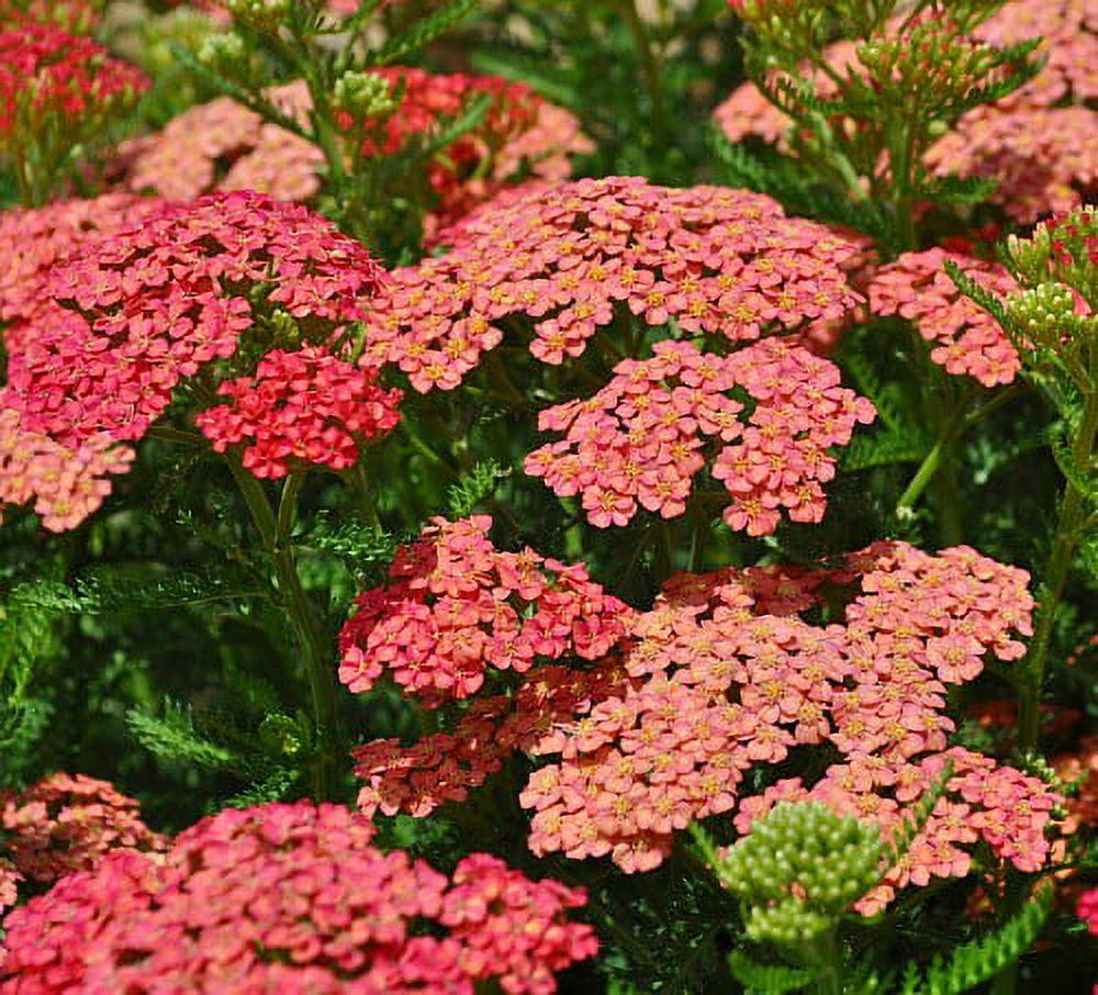 Achillea Millefolium 'tutti Frutti Apricot Delight' - View 10 from www redcrocus com