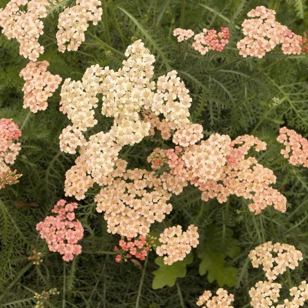 Achillea Millefolium 'tutti Frutti Apricot Delight' - View 11 from www redcrocus com