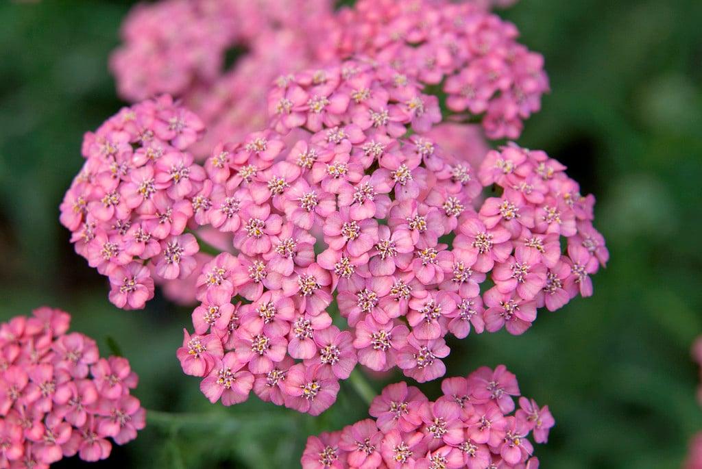 Achillea Millefolium 'tutti Frutti Apricot Delight' - View 12 from www redcrocus com
