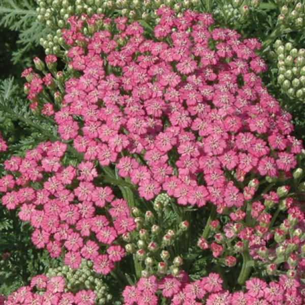 Achillea Millefolium 'tutti Frutti Apricot Delight' - View 14 from www redcrocus com