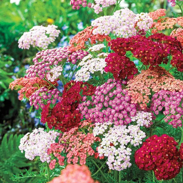 Achillea Millefolium 'tutti Frutti Apricot Delight' - View 15 from www redcrocus com