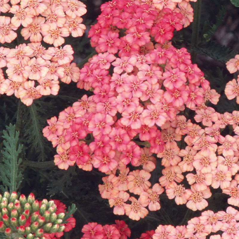 Achillea Millefolium 'tutti Frutti Apricot Delight' - View 16 from www redcrocus com