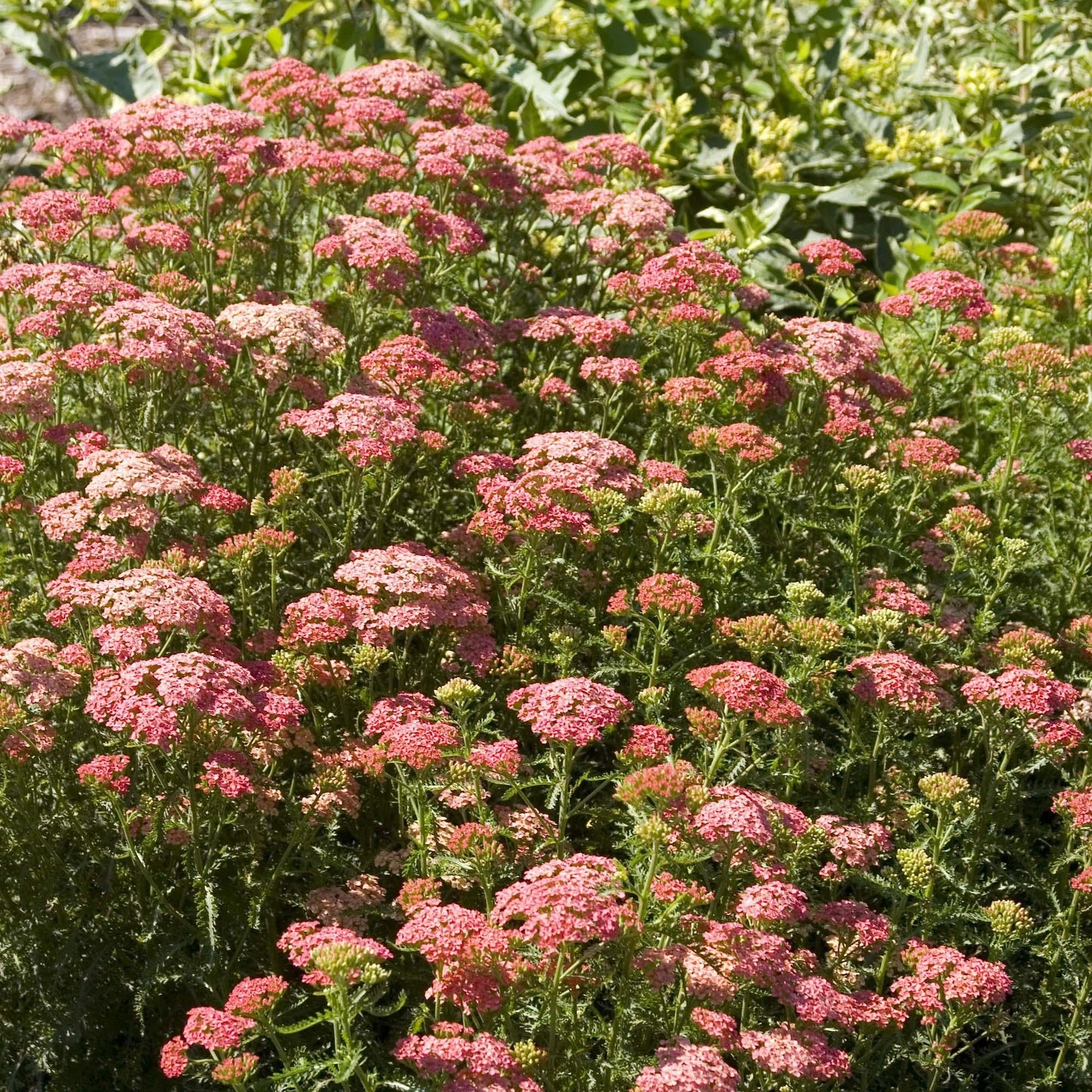 Achillea Millefolium 'tutti Frutti Apricot Delight' - View 2 from www redcrocus com