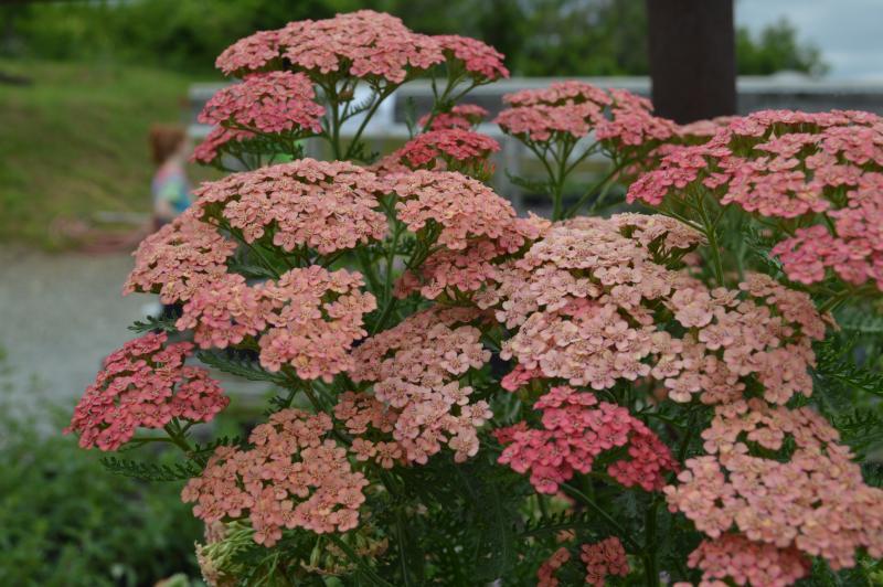 Achillea Millefolium 'tutti Frutti Apricot Delight' - View 4 from www redcrocus com