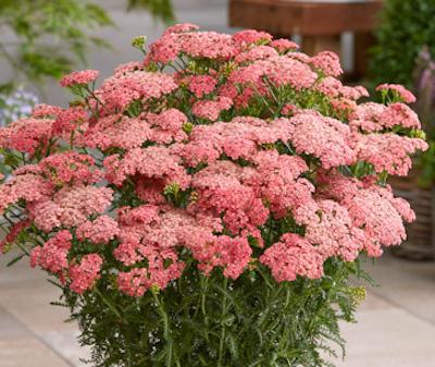 Achillea Millefolium 'tutti Frutti Apricot Delight' - View 5 from www redcrocus com