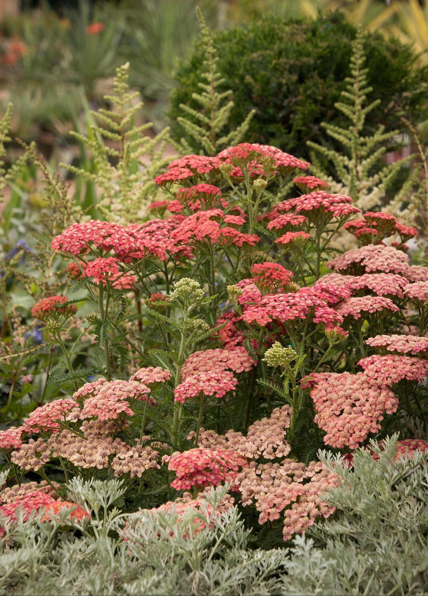 Achillea Millefolium 'tutti Frutti Apricot Delight' - View 6 from www redcrocus com