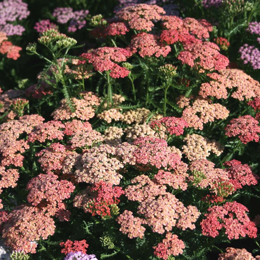 Achillea Millefolium 'tutti Frutti Apricot Delight' - View 7 from www redcrocus com