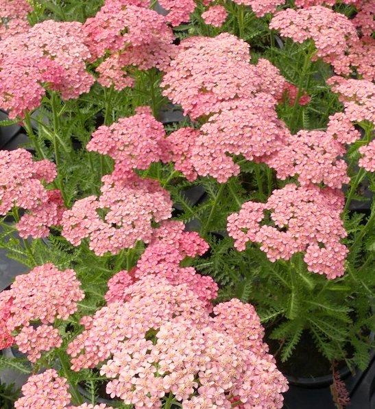 Achillea Millefolium 'tutti Frutti Apricot Delight' - View 8 from www redcrocus com