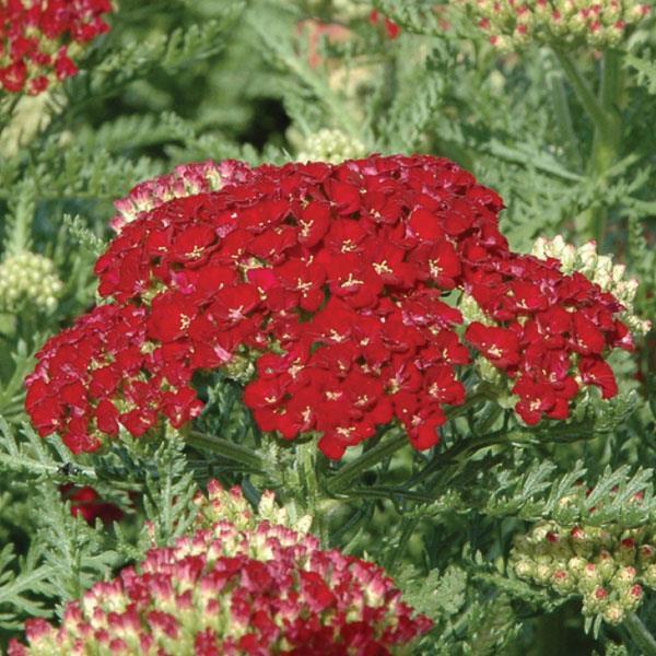 Achillea Millefolium 'tutti Frutti Apricot Delight' - View 9 from www redcrocus com