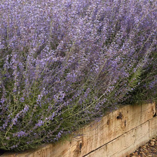 Perovskia Atriplicifolia Bluesette - View 10 from www redcrocus com