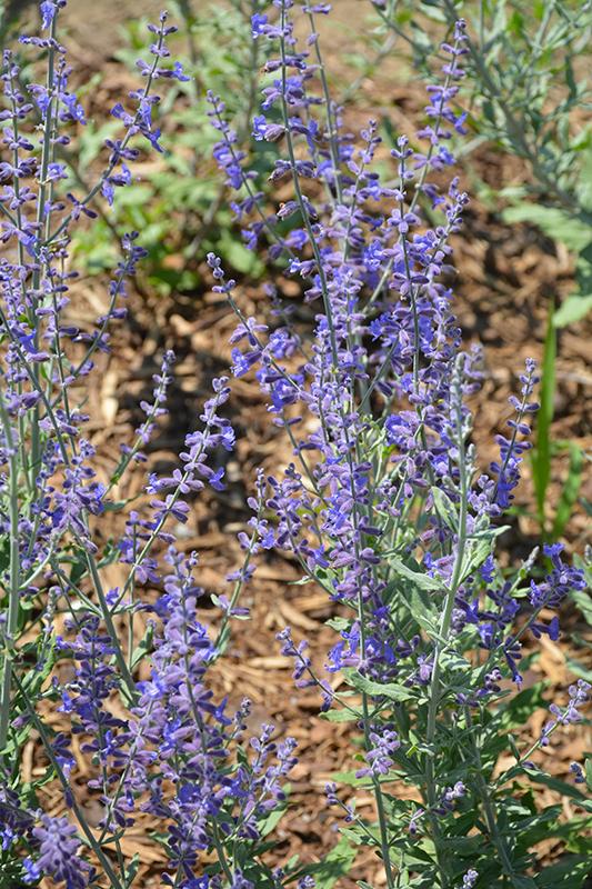 Perovskia Atriplicifolia Bluesette - View 16 from www redcrocus com