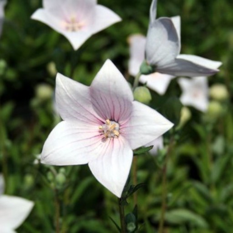 Platycodon Grandiflorus Astra Pink - View 10 from www redcrocus com