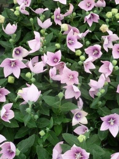 Platycodon Grandiflorus Astra Pink - View 11 from www redcrocus com