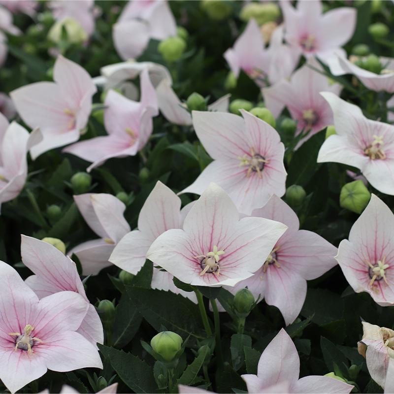 Platycodon Grandiflorus Astra Pink - View 12 from www redcrocus com