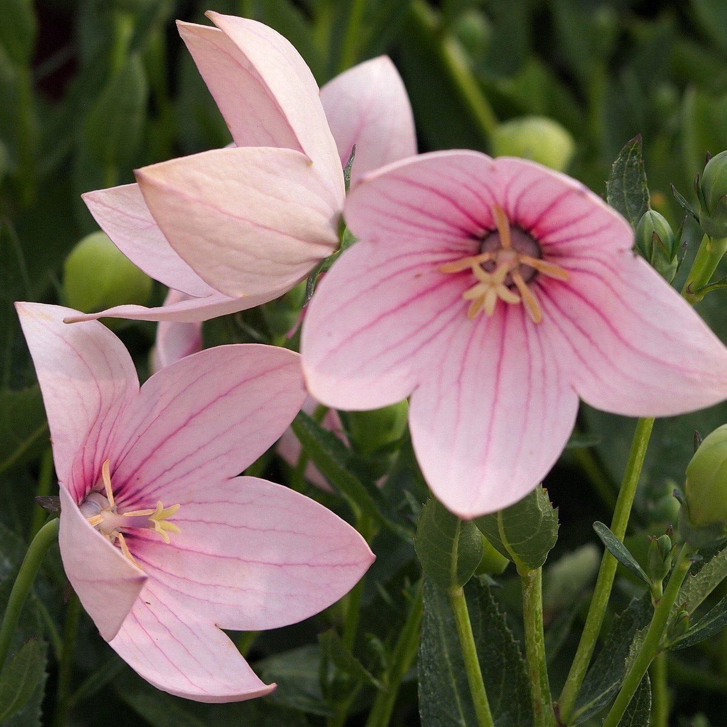 Platycodon Grandiflorus Astra Pink - View 13 from www redcrocus com