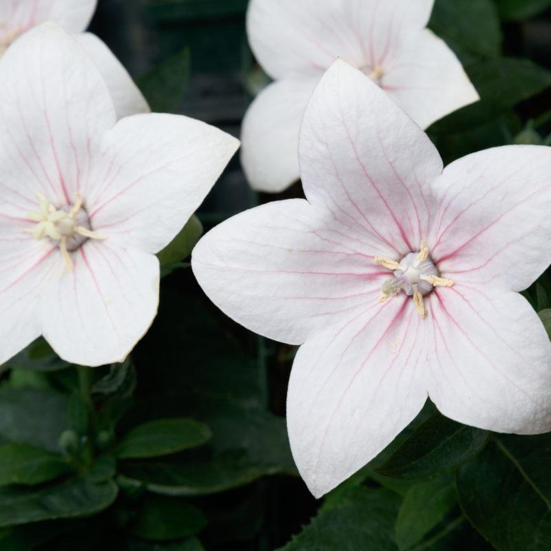 Platycodon Grandiflorus Astra Pink - View 15 from www redcrocus com