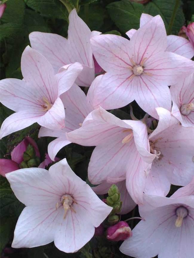 Platycodon Grandiflorus Astra Pink - View 2 from www redcrocus com