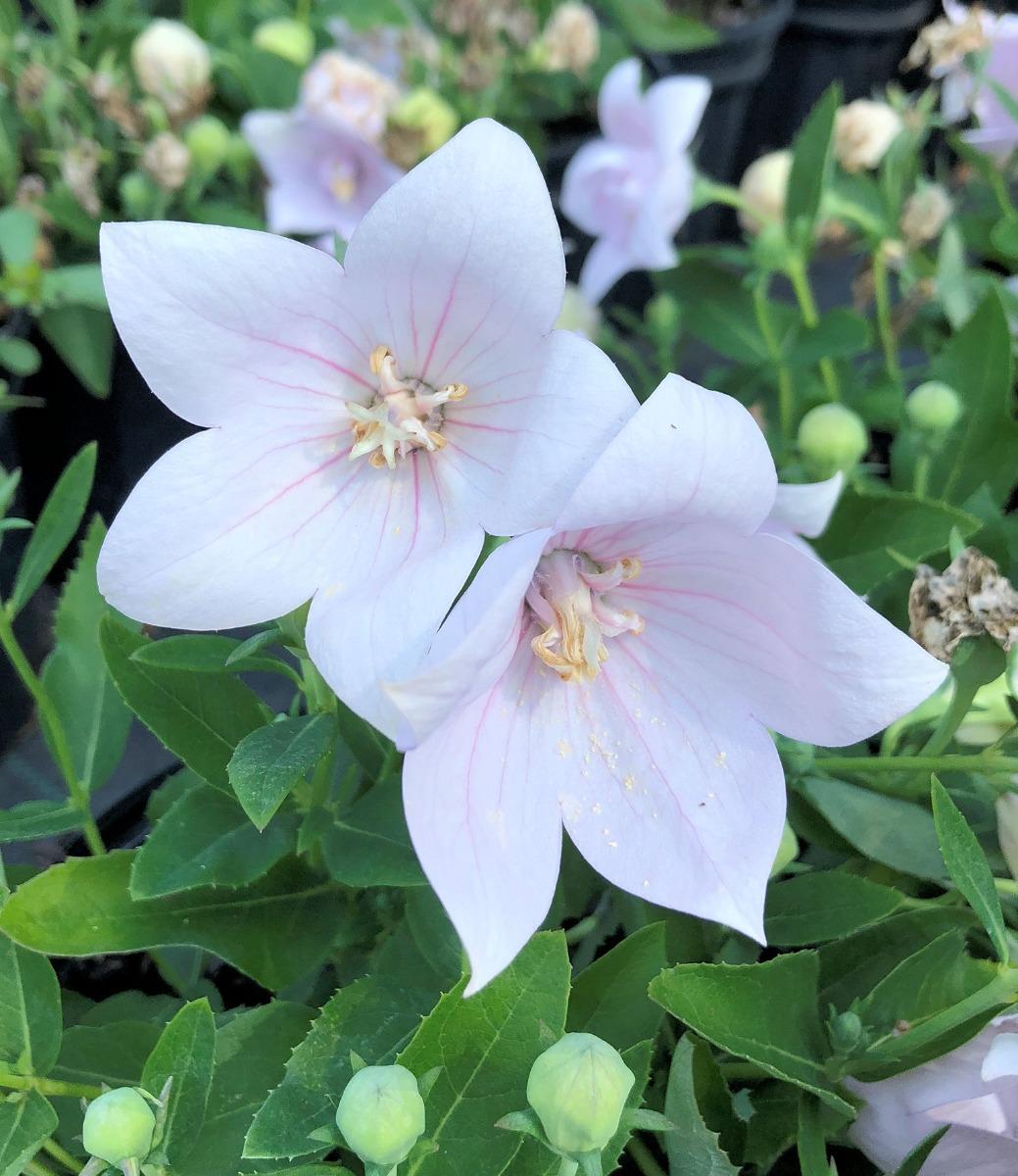 Platycodon Grandiflorus Astra Pink - View 3 from www redcrocus com