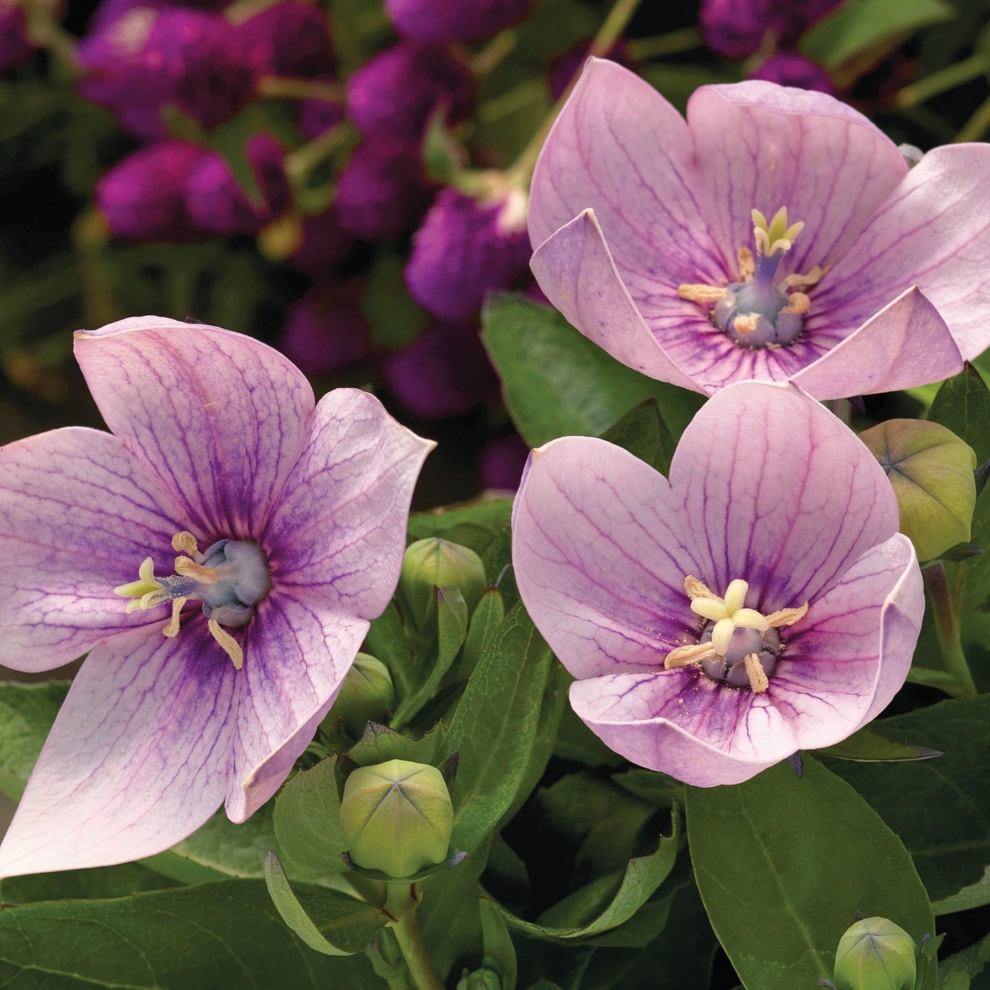 Platycodon Grandiflorus Astra Pink - View 4 from www redcrocus com