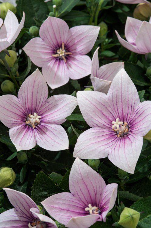 Platycodon Grandiflorus Astra Pink - View 5 from www redcrocus com